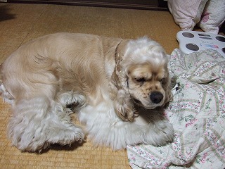 歯磨きガム.jpg