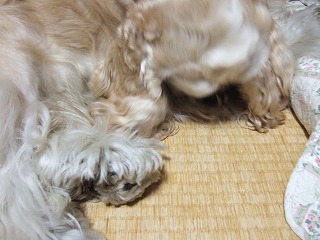 探す3.jpg