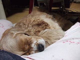 2006_03013gatu日0062.jpg