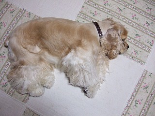 2006_04056日0105.jpg