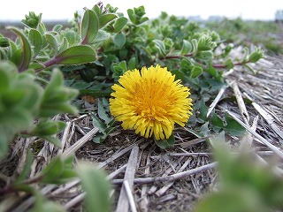 2006_0419190020.jpg