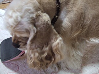 2006_0425250008.jpg