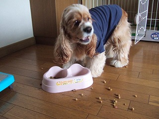 ごはん1.jpg