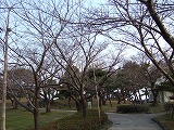 さくら.jpg