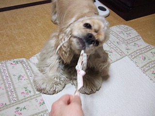 ひっぱりあい2.jpg