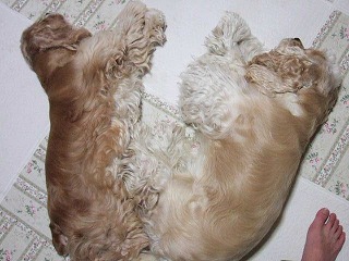 べっとり1.jpg