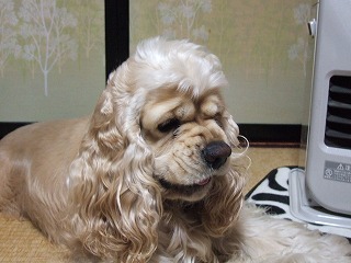 ライオン.jpg