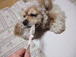 引っ張り合い.jpg