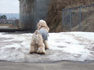残り雪.jpg