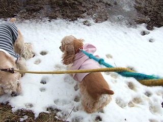 雪よ.jpg