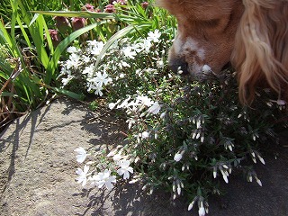 綺麗なお花〜.jpg